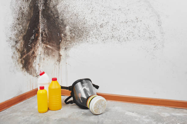 Best HVAC Mold Remediation in Lan, MI