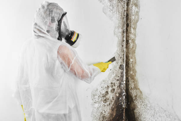 Best Crawl Space Mold Remediation in Lan, MI