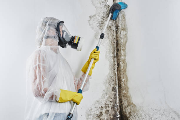 Best Mold Testing and Inspection Services in Lan, MI
