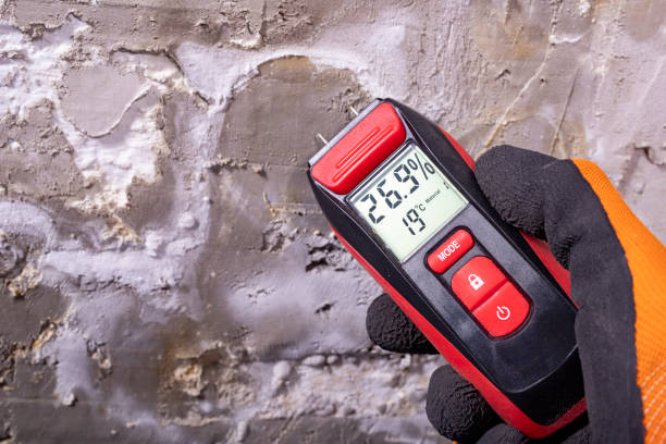 Best Insurance-Related Mold Remediation in Lan, MI