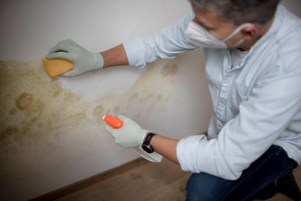 Best Industrial Mold Remediation in Lan, MI