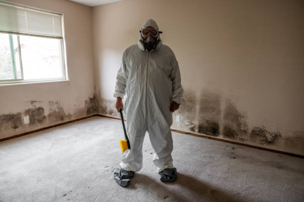Best Attic Mold Remediation in Lan, MI