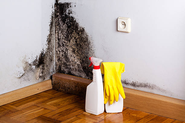 Best Post-Flood Mold Remediation in Lan, MI
