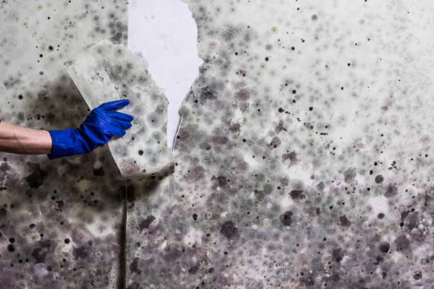 Best Mold Testing and Inspection Services in Lan, MI