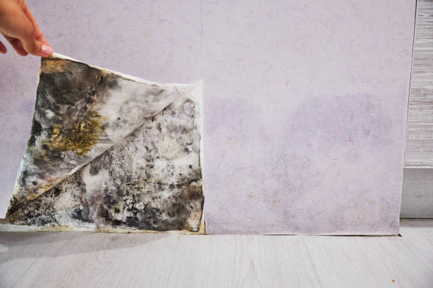 Milan, MI Mold Remediation Company